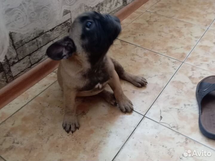 Французский бульдог щенки