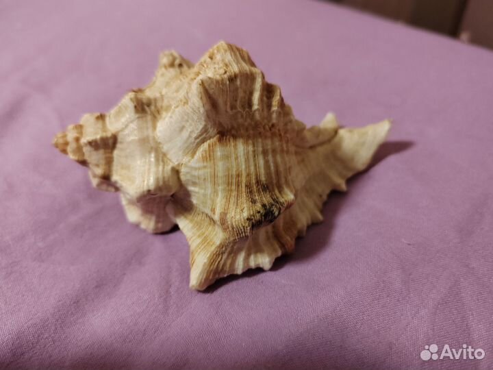 Коралл игровая ракушка