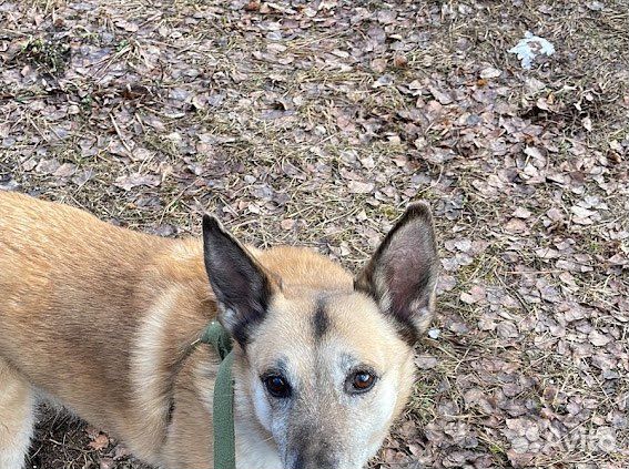 Спокойная взрослая собака мечтает о доме