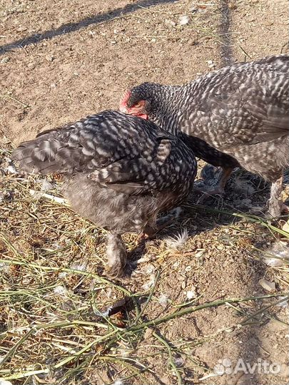 Петушки на племя