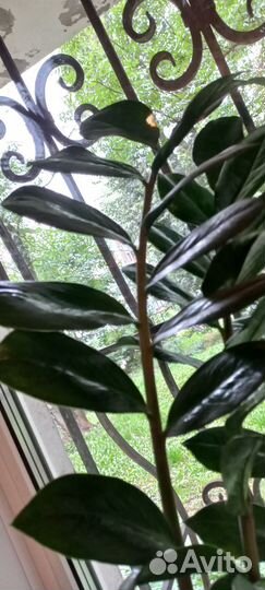 Замиокулькас цветок взрослый