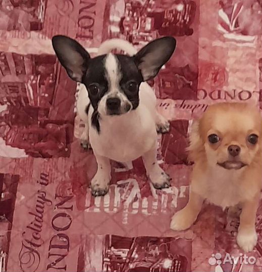 Мини чихуахуа