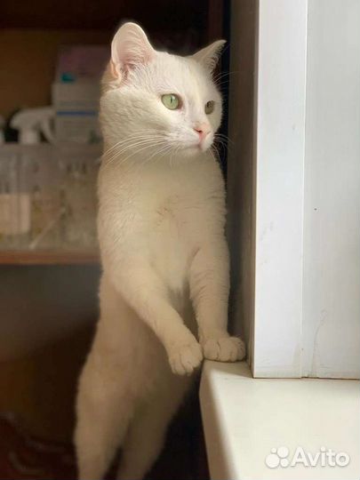 Сладкий котик