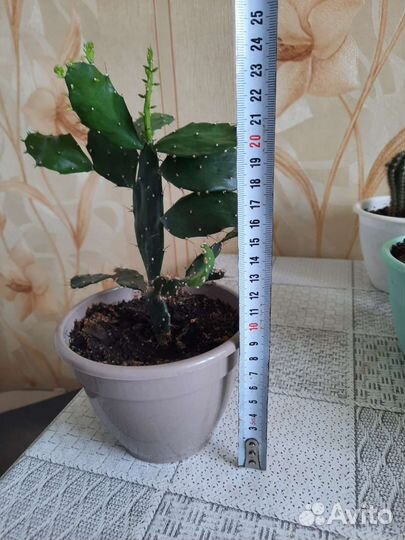 Кактусы в горшке