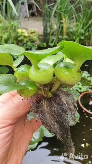 Растение для пруда