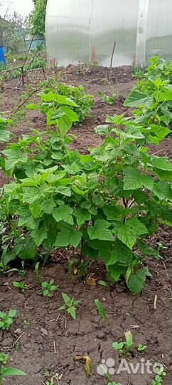 Саженцы малины, смородины, облепихи, ежемалины