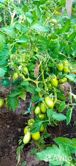 Семена томатов набор 10 сортов+перец подарок