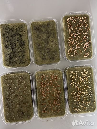 Микрозелень горох