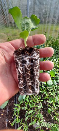 Рассада овощей