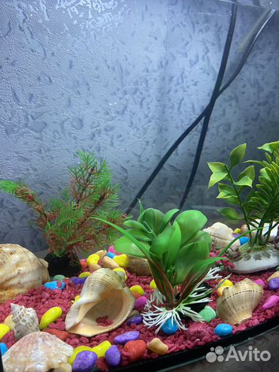 Аквариум