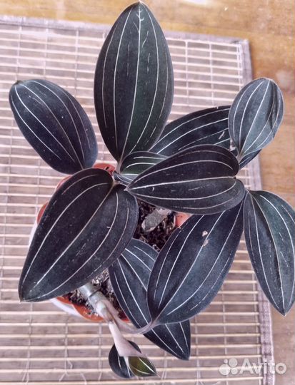 Лудизия- драгоценная орхидея. 6 отростков