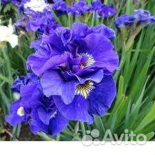 Ирис сибирский