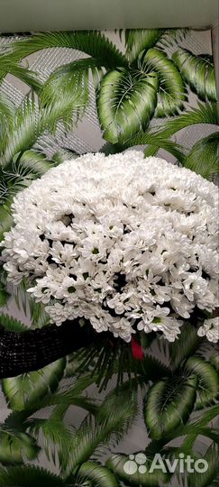 Хризантема кустовая