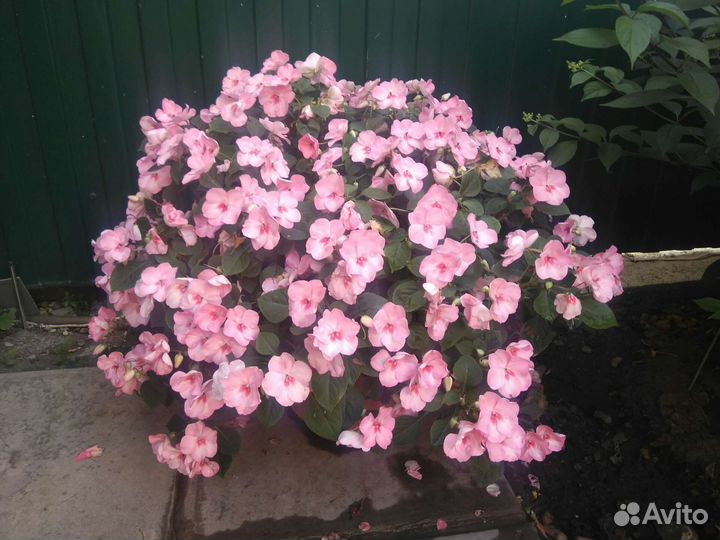 Бальзамин Уоллера