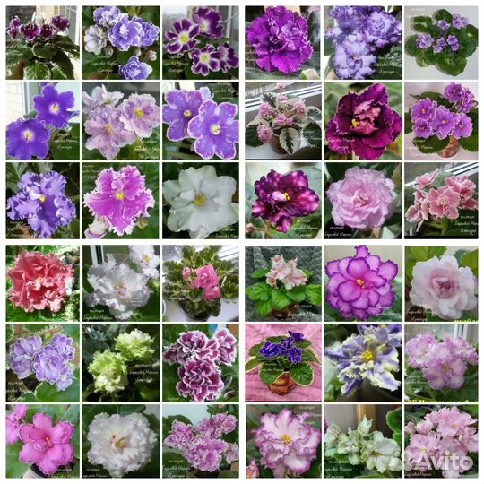 Цветы для дома (фиалки, глоксиния)