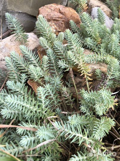 Молодило каменная роза