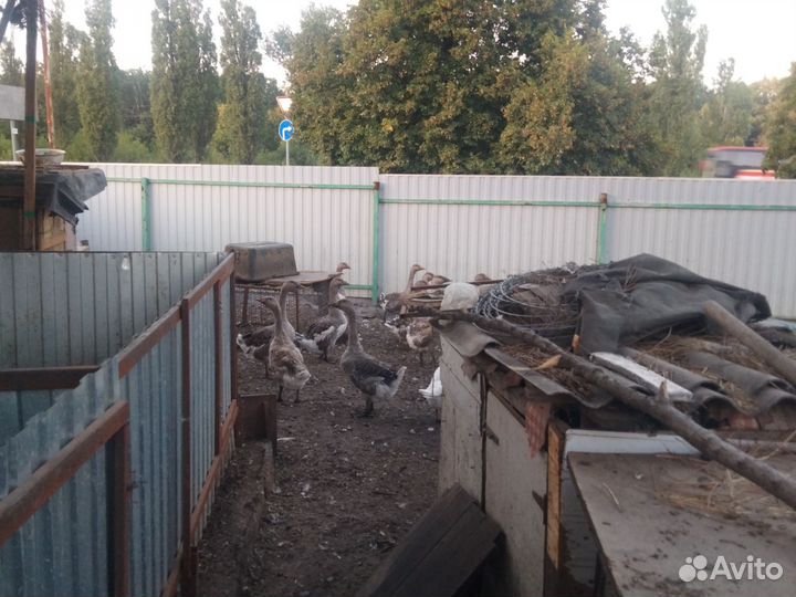 Гуси тушками