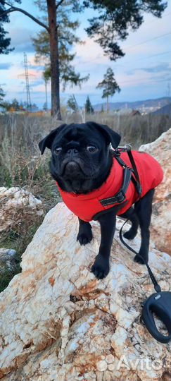 Одежда для маленьких собак (для мопса) пакетом