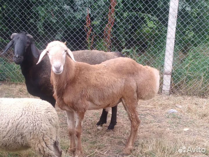 Курдючные бараны