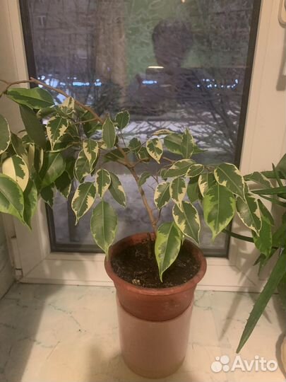 Фикус ДЕ гантель