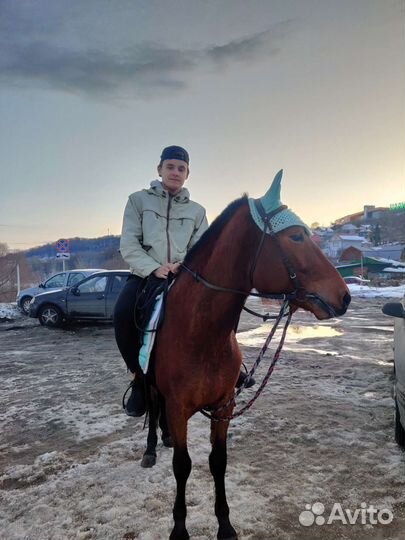 Лошадь жеребец