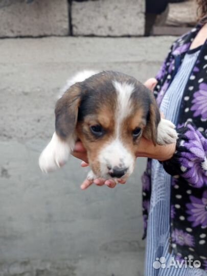 Щенки эстонской гончей