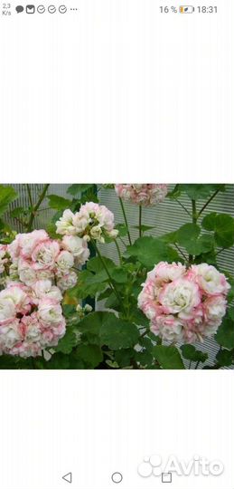 Пеларгония герань сортовая