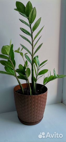 Замиокулькас