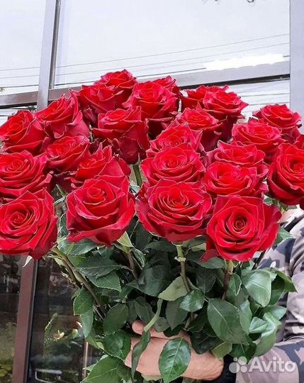 Высокие розы