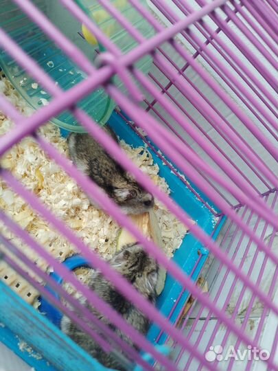 Джунгарский хомяк с клеткой