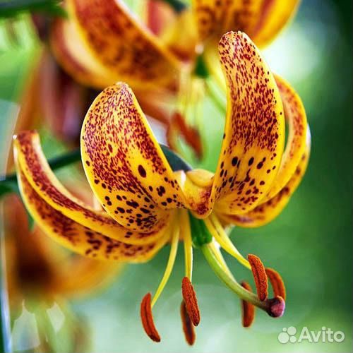 Лилия Мартагон Арабион Найт и другие