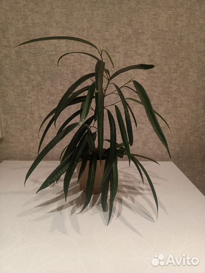 Комнатное растение фикус