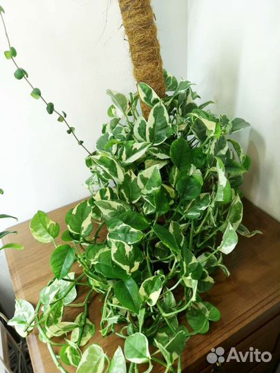 Эпипремнумы сциндапсусы срезы