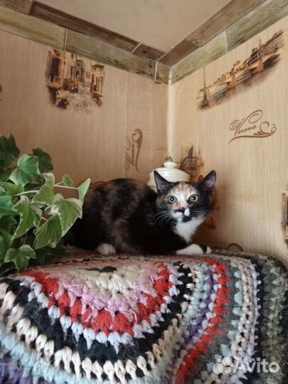 Подростки котята в дар