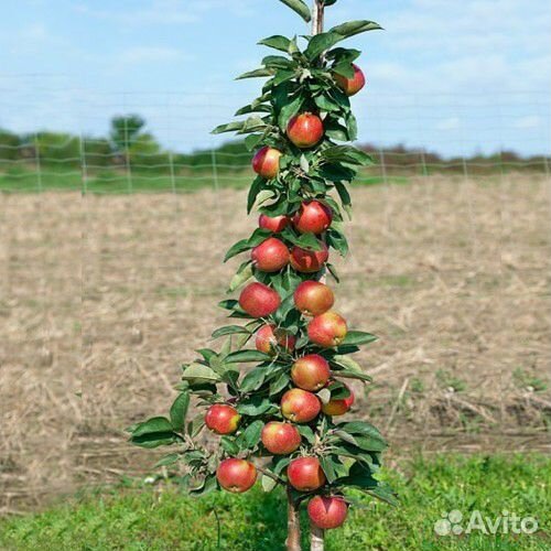 Колоновидные яблони