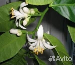 Лимоны Пандероза комнатные крупноплодные