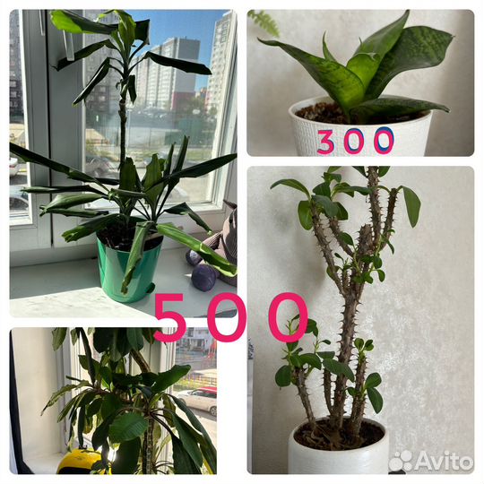 Продам цветы