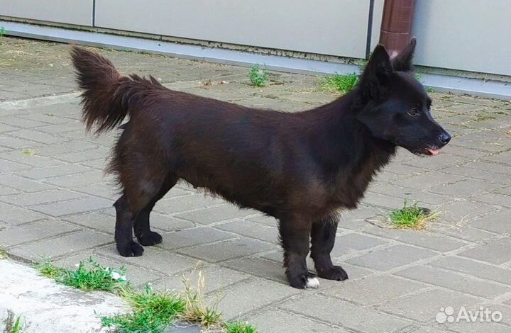 Собака в добрые руки маленькая порода