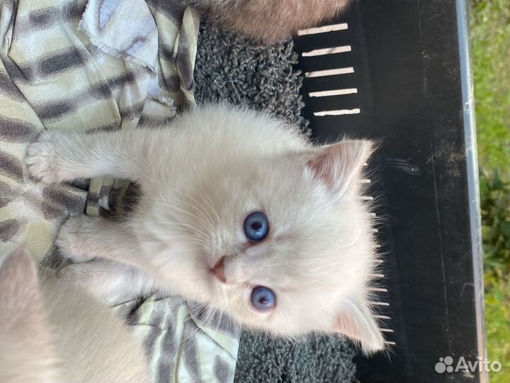 Котята в добрые руки 1 месяц