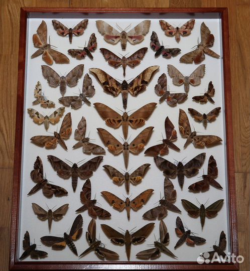 Коробка с бабочками семейства бражников