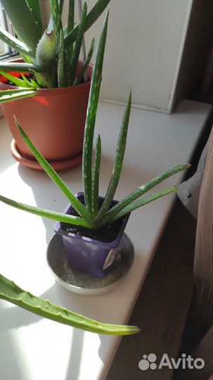 Цветы: Отростки Алое лекарственный