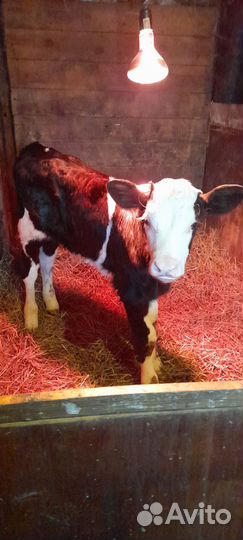 Телята бычки