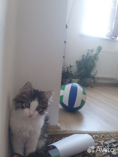 Кошка