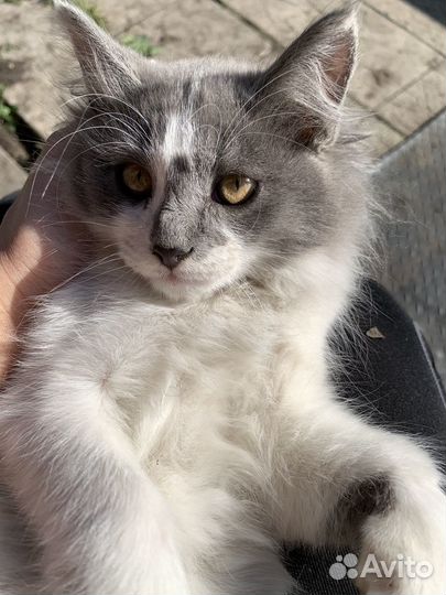 Котята