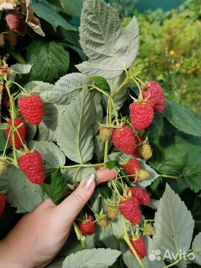 Малина Самохвал