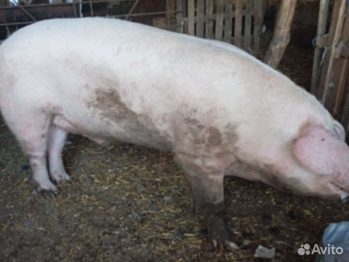 Продажа крс лошадей закупаем быков коров