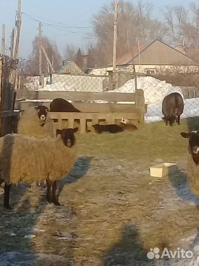 Овцы и тёлочка