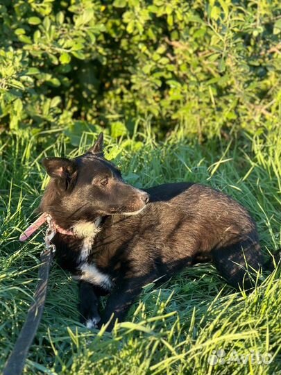 Собака в добрые руки девочка