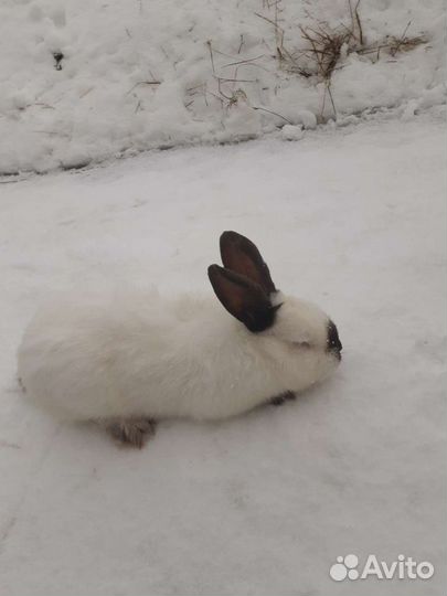 Кролики разных возрастов для разведения, а также м