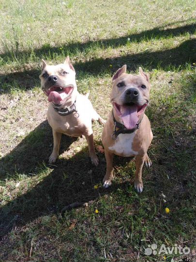 Щенки Питбуля
